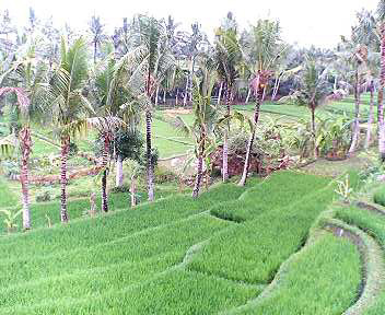 Rice Terrace